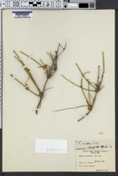 Ephedra nevadensis image