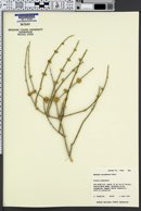 Ephedra nevadensis image