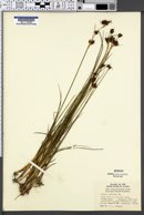 Juncus castaneus image