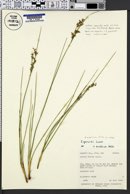 Juncus compressus image