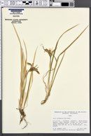 Iris ruthenica image