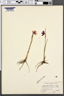 Olsynium douglasii image