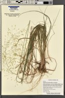 Eragrostis trichodes image