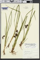 Juncus saximontanus image