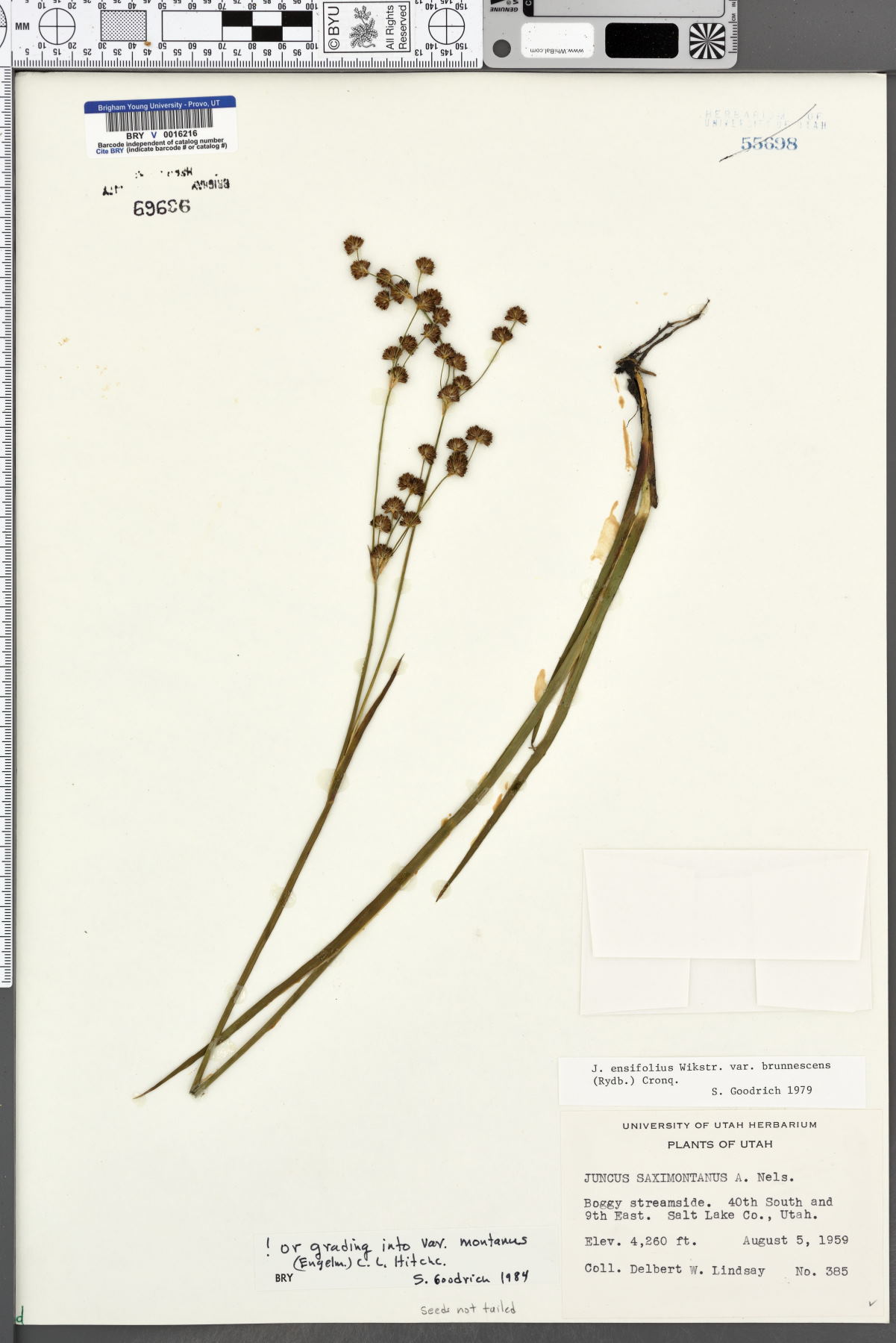 Juncus saximontanus image