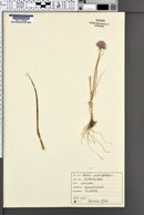 Allium schoenoprasum image