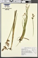 Juncus saximontanus image