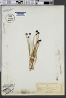 Juncus mertensianus image