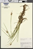 Juncus nodosus image