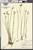 Juncus nodosus image