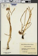 Allium lusitanicum image