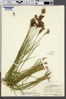 Juncus tracyi image