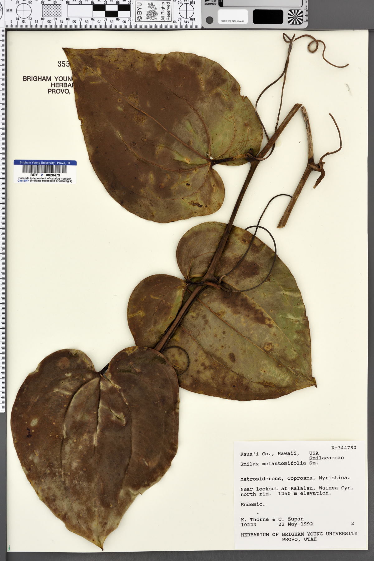 Smilax melastomifolia image