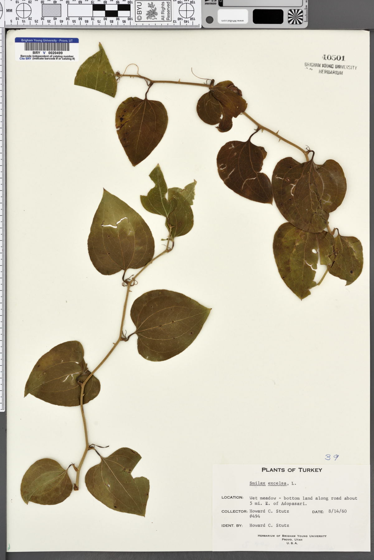 Smilax excelsa image