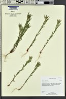 Collomia linearis image