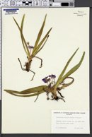 Tradescantia tharpii image