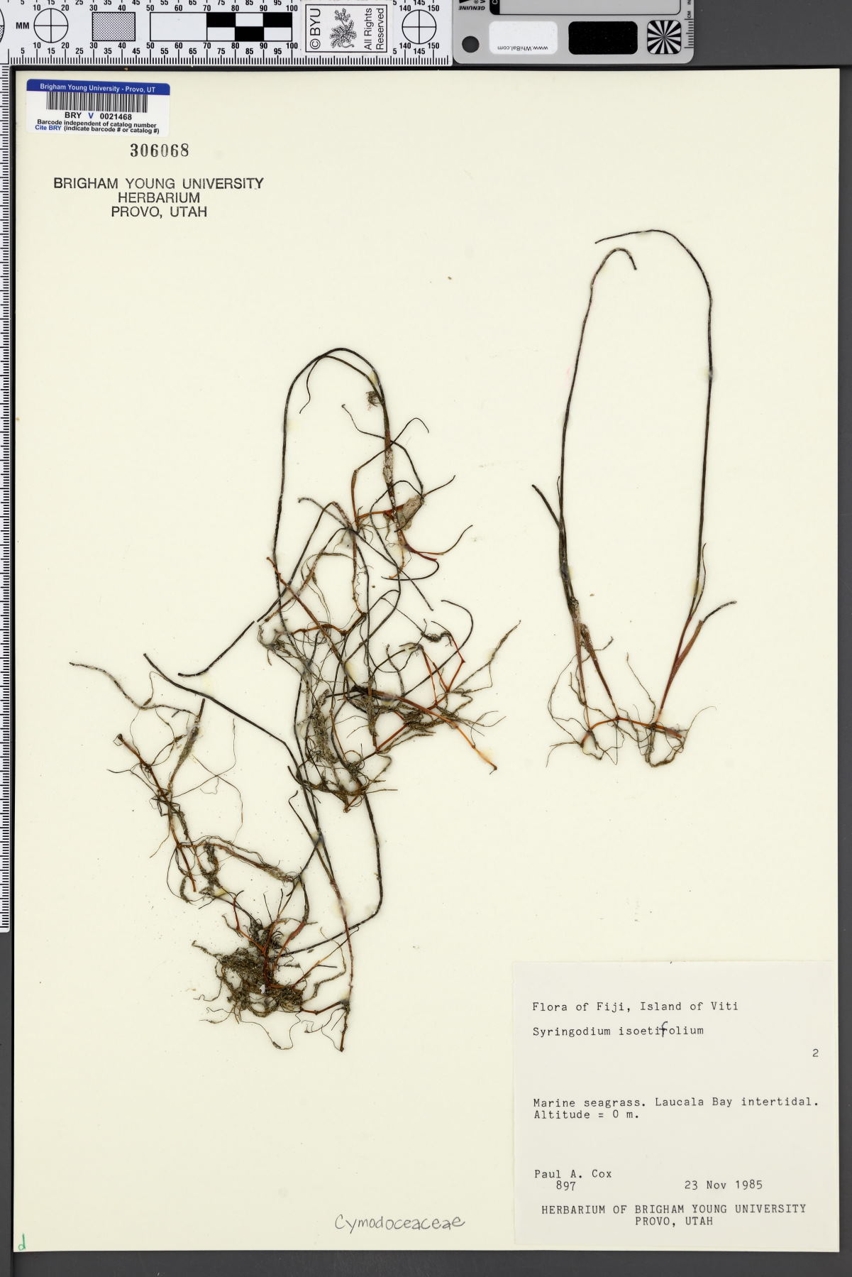 Syringodium isoetifolium image