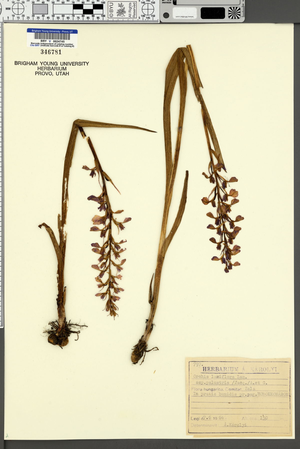 Anacamptis palustris image