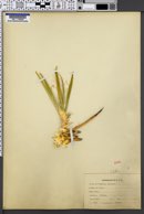 Yucca harrimaniae image