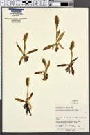 Spiranthes romanzoffiana image