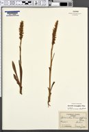 Spiranthes romanzoffiana image