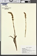 Spiranthes cernua image