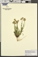 Erigeron engelmannii image