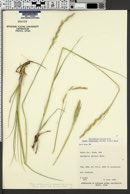 Elymus lanceolatus image