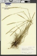 Elymus lanceolatus image