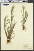 Bromus rubens image