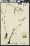 Bromus diandrus image