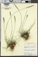 Psathyrostachys juncea image