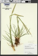 Psathyrostachys juncea image