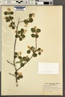 Amelanchier utahensis var. utahensis image