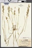 Bromus commutatus image