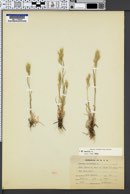 Bromus racemosus image