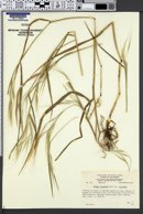 Bromus diandrus var. diandrus image