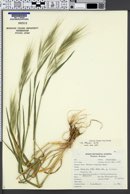 Bromus diandrus subsp. rigidus image