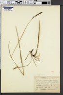 Calamagrostis stricta image