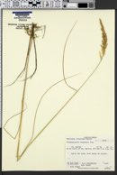 Calamagrostis stricta subsp. inexpansa image