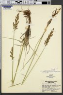 Calamagrostis stricta image