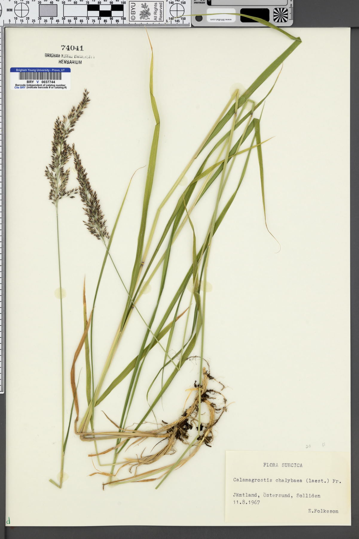 Calamagrostis chalybaea image