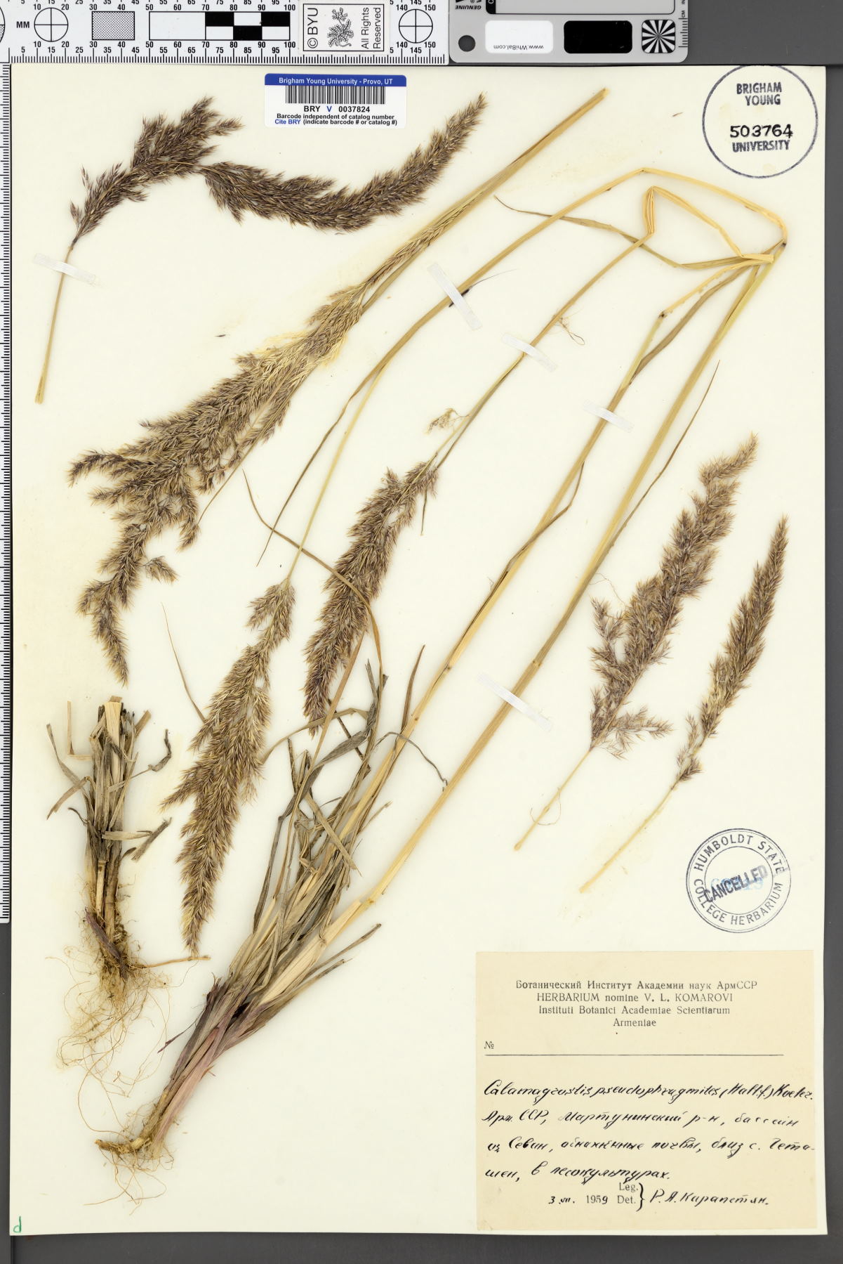 Calamagrostis pseudophragmites image