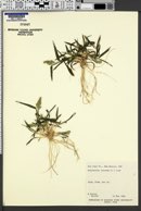 Echinochloa colona image