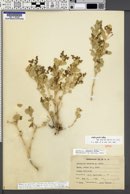 Atriplex garrettii image