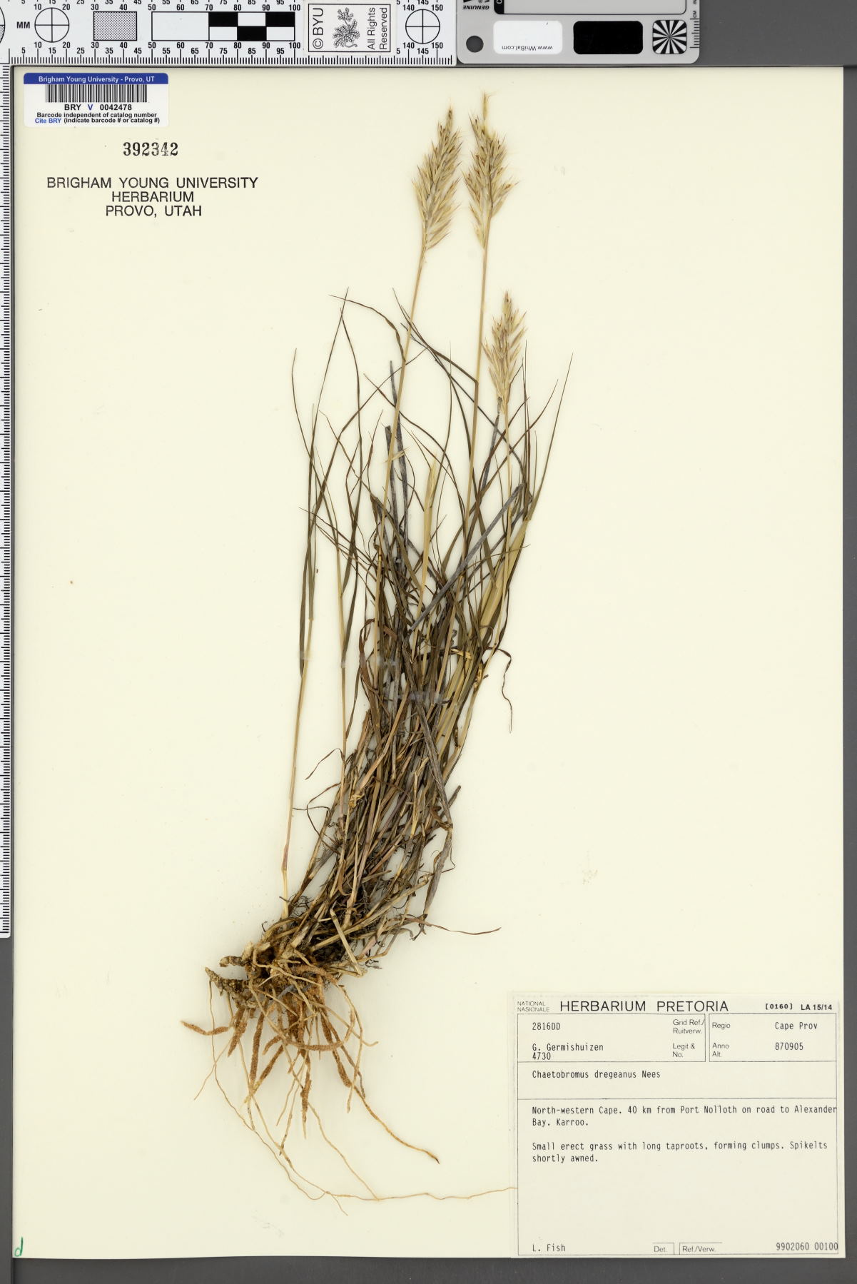 Chaetobromus involucratus image