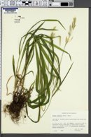 Bromus vulgaris image