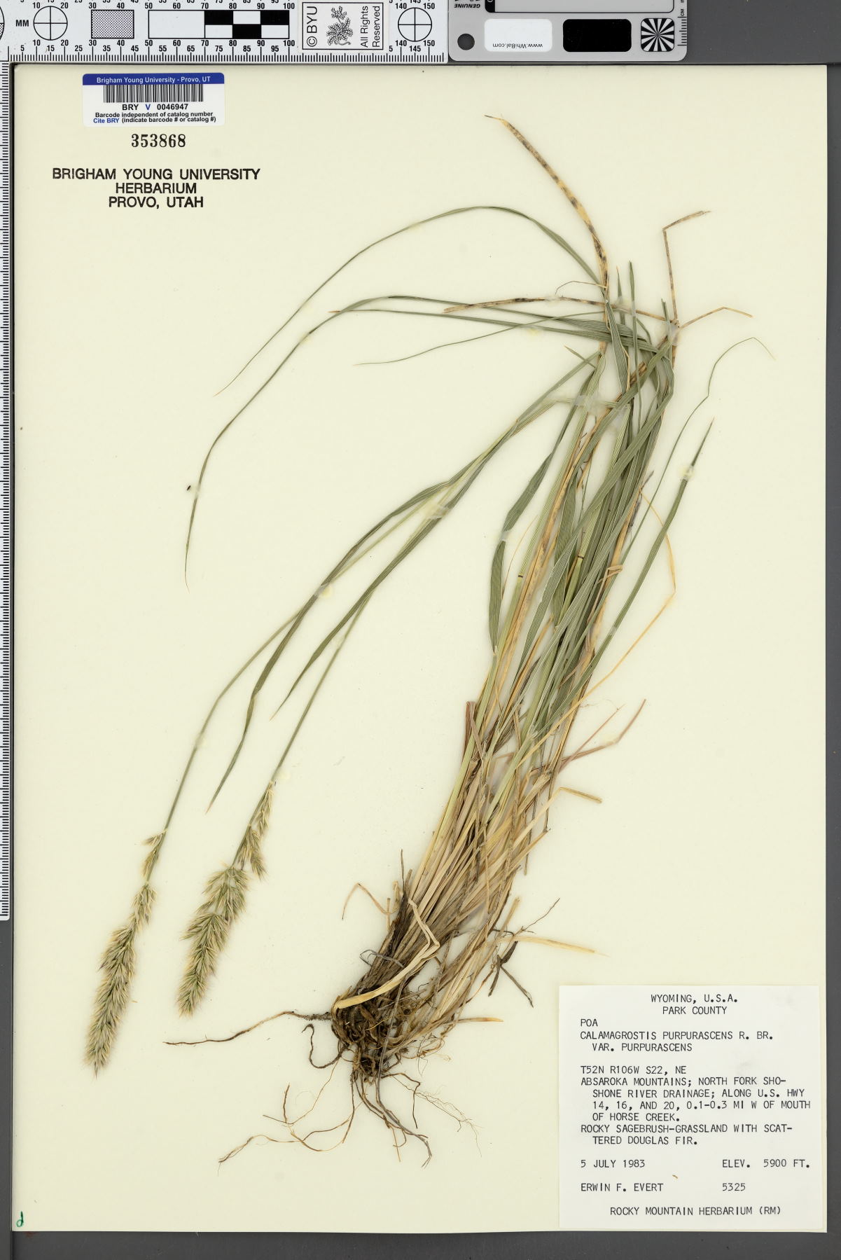 Calamagrostis purpurascens var. purpurascens image