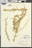 Atriplex torreyi image