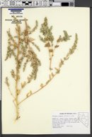 Atriplex truncata image